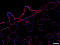 Xyloglucan (monoclonal, clone LM25) in the group Antibodies Plant/Algal / Cell Wall / Dr. Knox collection, University of Leeds at Agrisera AB (Antibodies for research) (AS18 4205-1ml)
